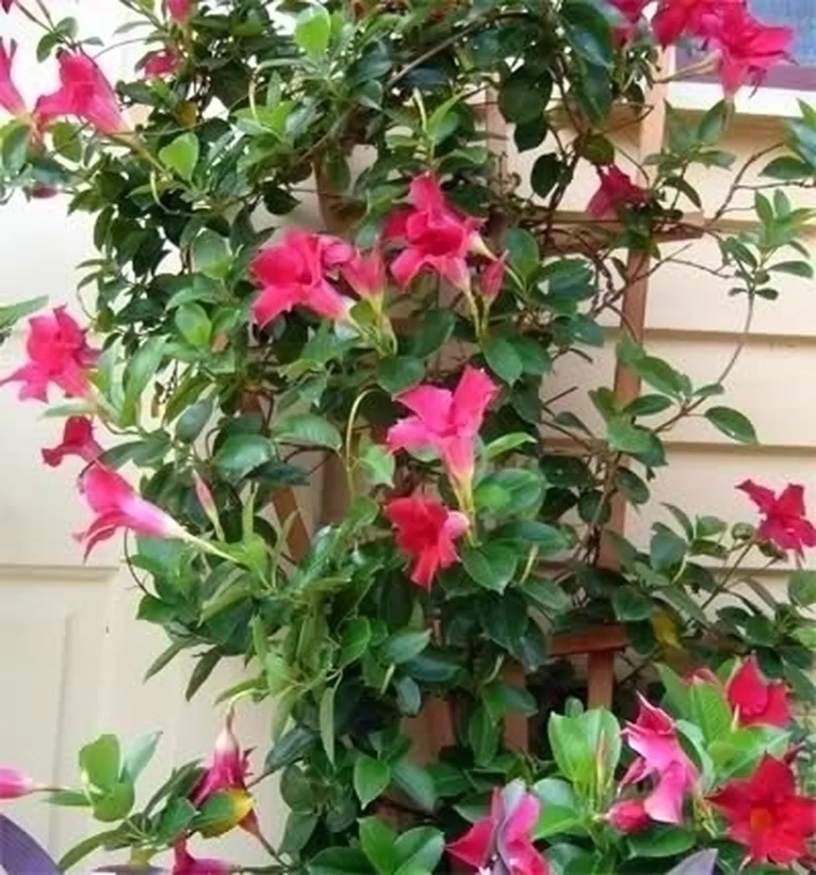 Dipladenia con foglie gialle