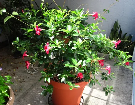 dipladenia