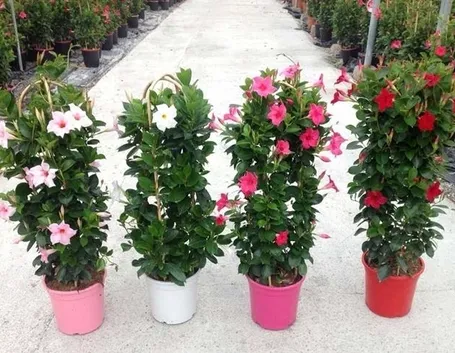 Dipladenia