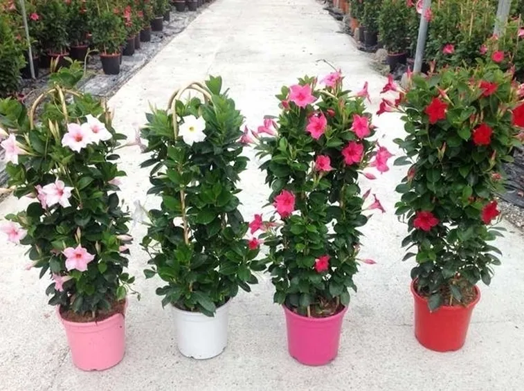 Dipladenia