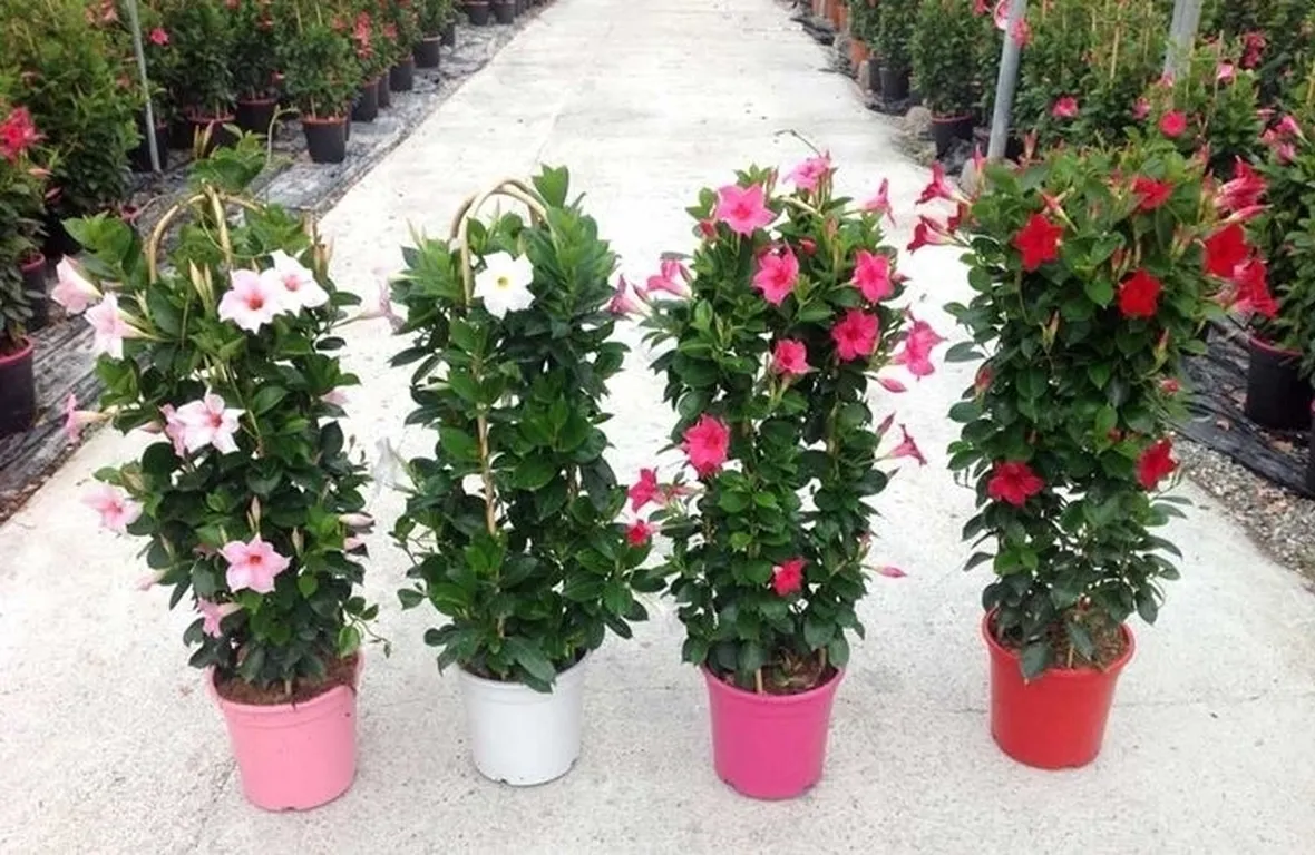 Dipladenia