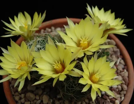Dolichothele sphaerica