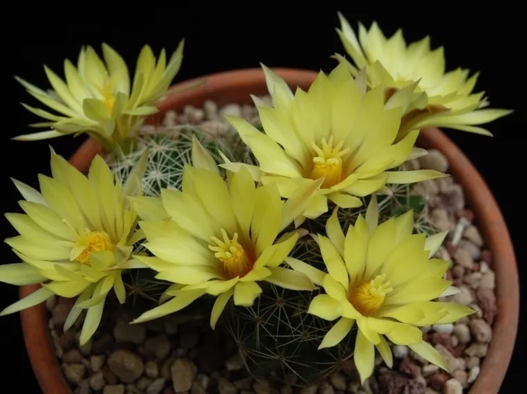 Dolichothele sphaerica