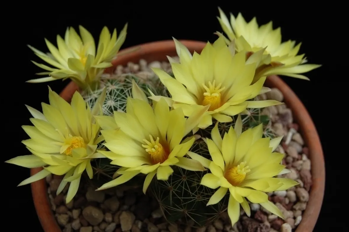 Dolichothele sphaerica