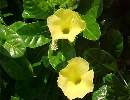 Domanda : Dipladenia con foglioline nuove marroni