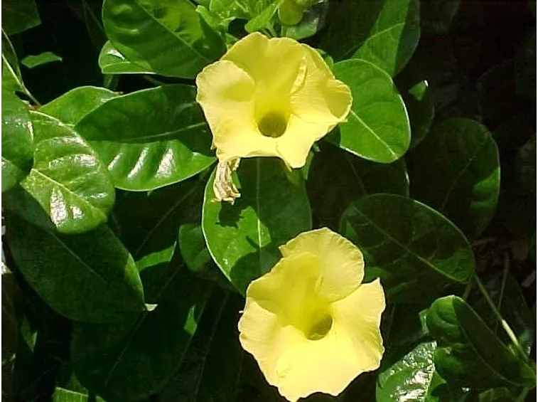 Domanda : Dipladenia con foglioline nuove marroni