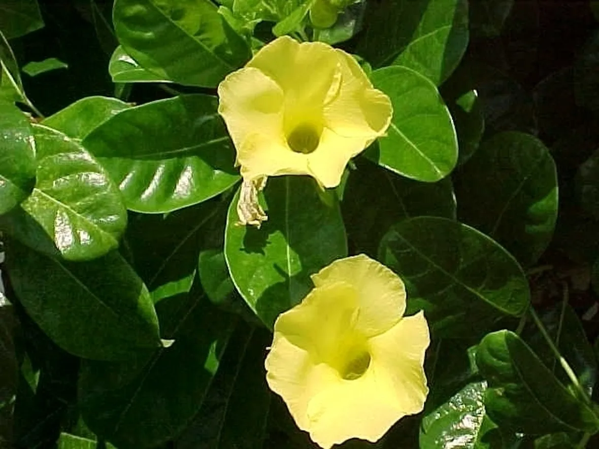 Domanda : Dipladenia con foglioline nuove marroni