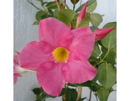 Domanda : dipladenia malata