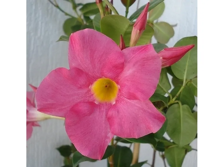 Domanda : dipladenia malata