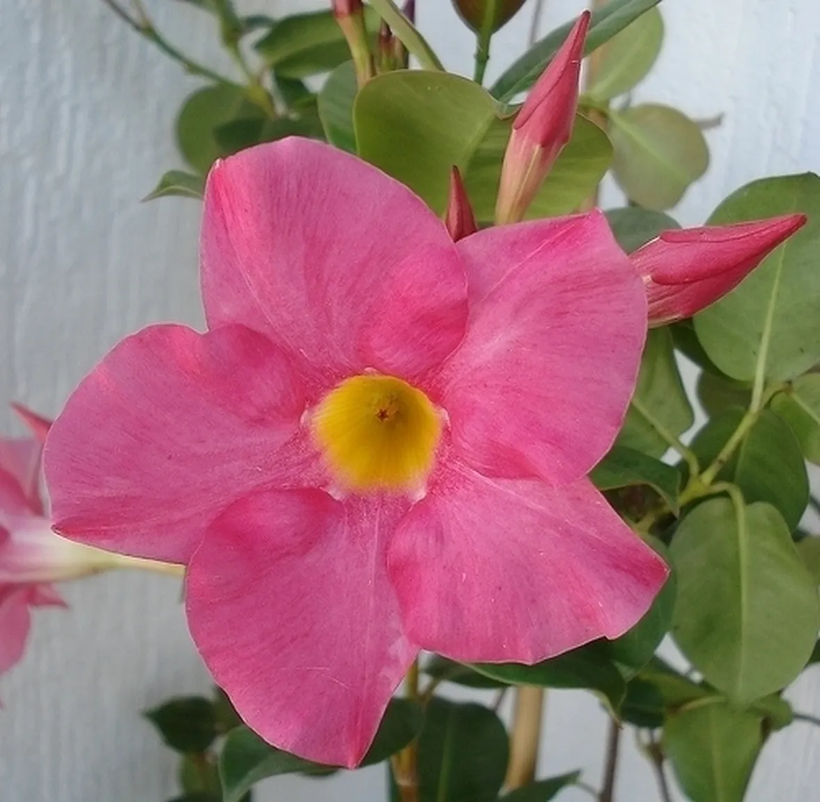 Domanda : dipladenia malata