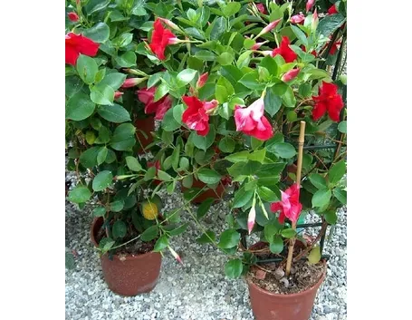 Domanda: tossicità dipladenia
