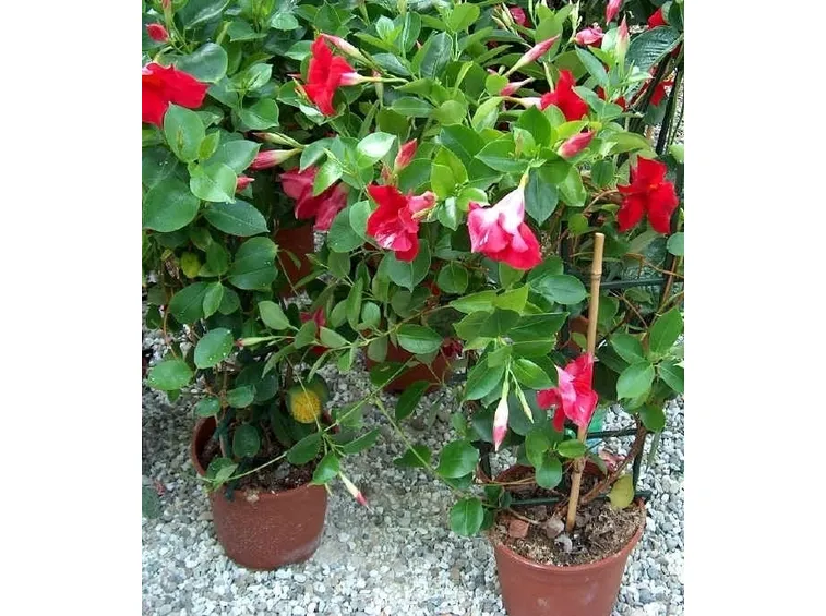 Domanda: tossicità dipladenia