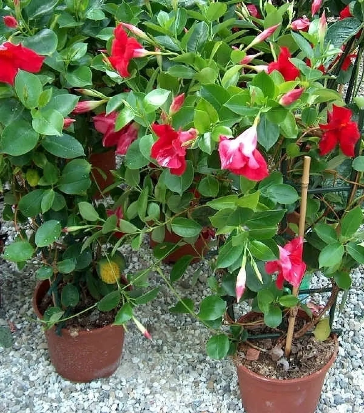 Domanda: tossicità dipladenia