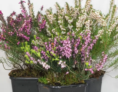 Erica carnea