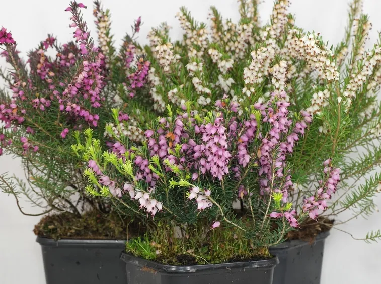 Erica carnea