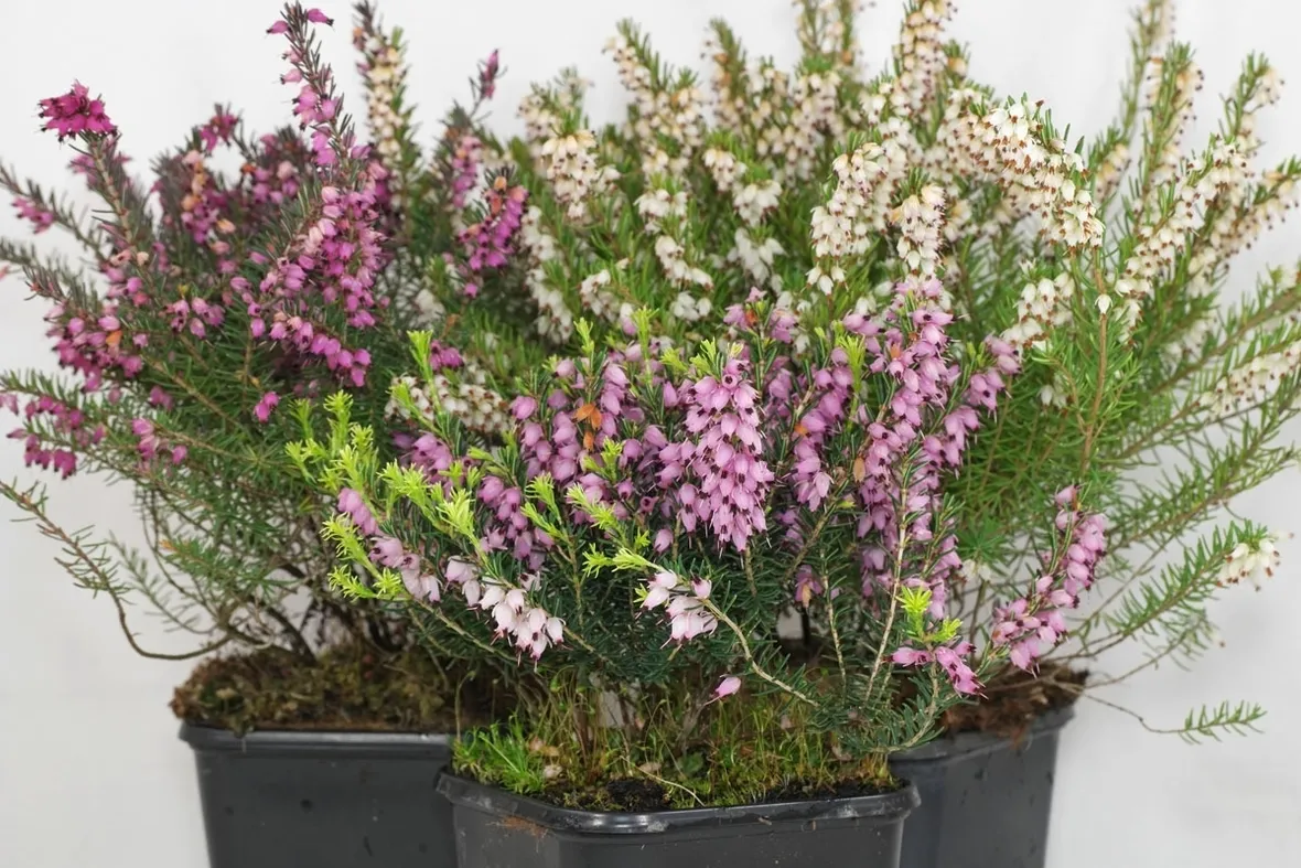 Erica carnea