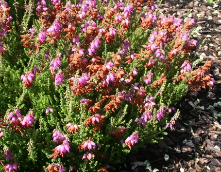 Erica ciliaris