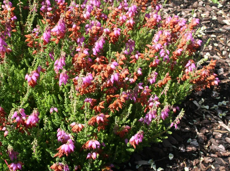Erica ciliaris