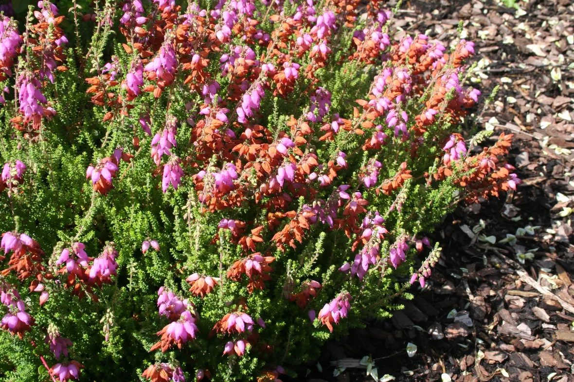 Erica ciliaris