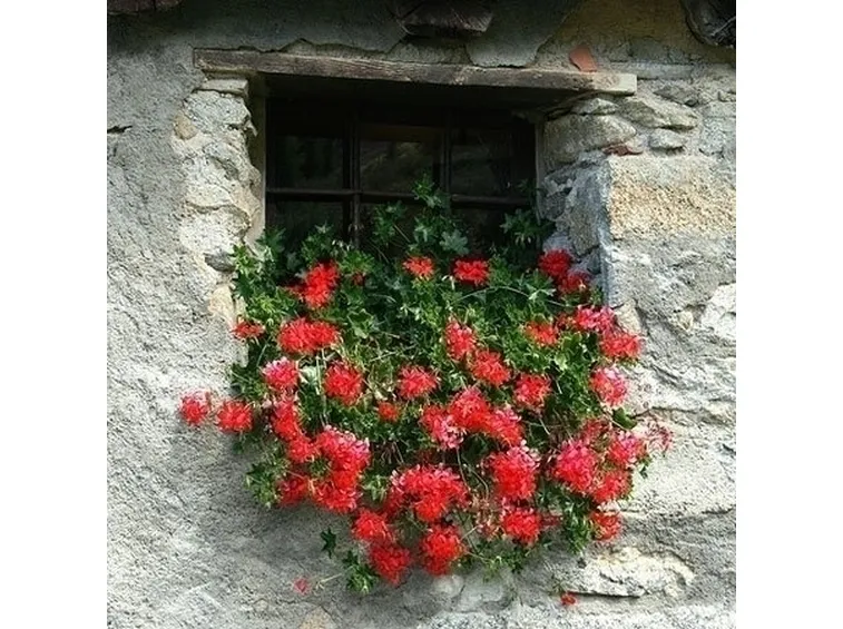 Gerani