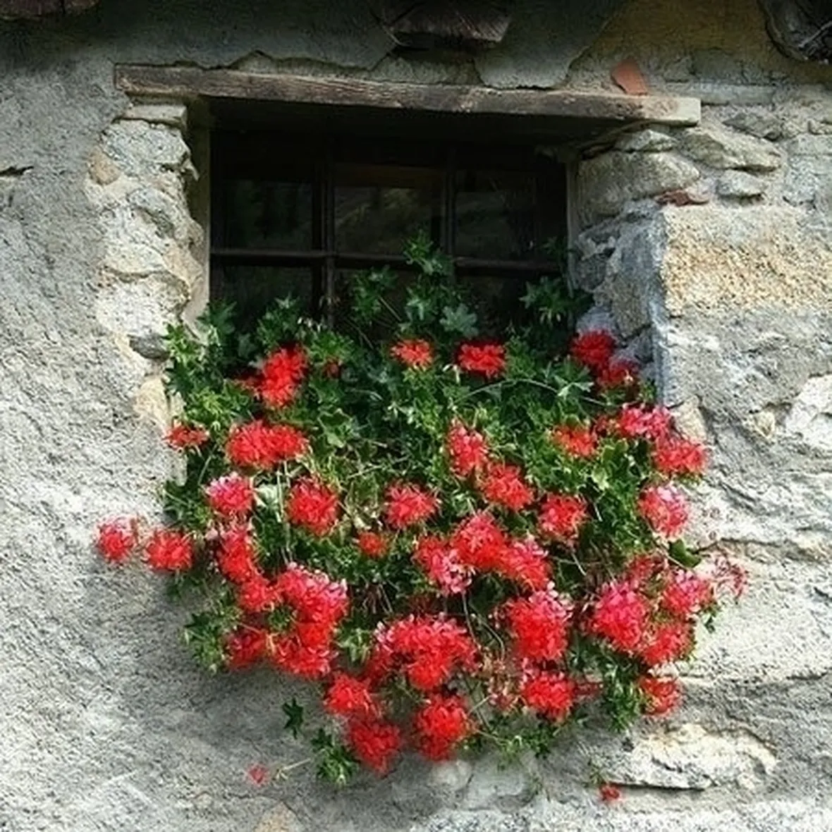 Gerani
