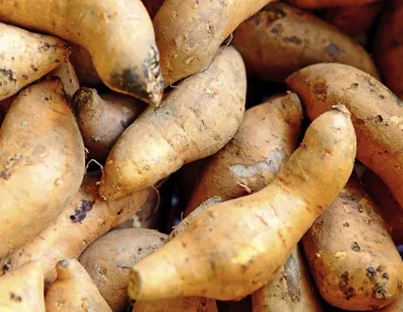 Le patate americane nell'orto