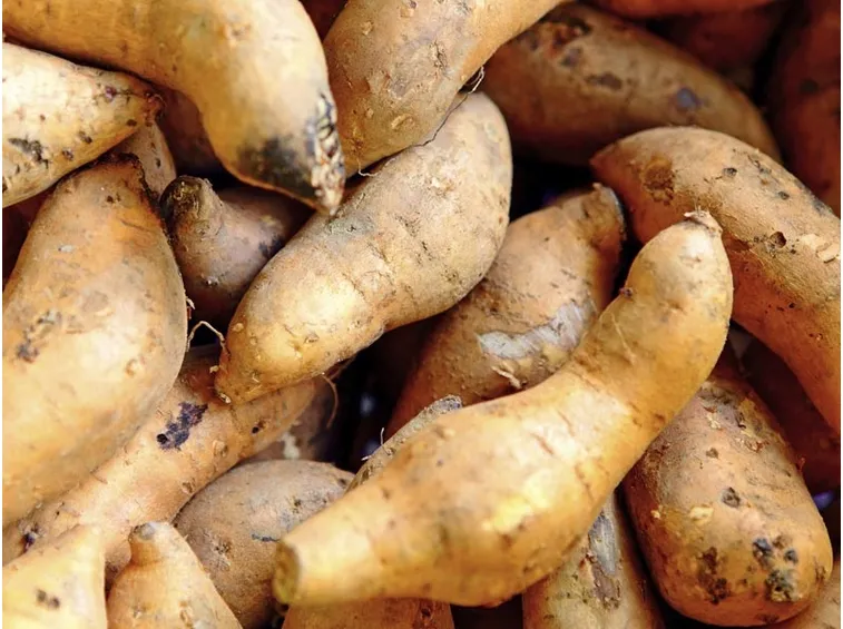 Le patate americane nell'orto