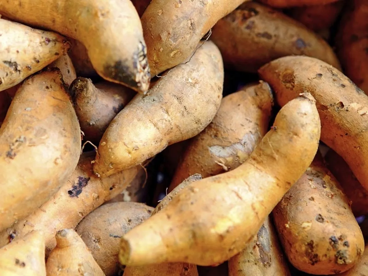 Le patate americane nell'orto
