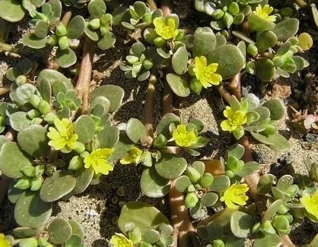 Malattie della portulaca e possibili rimedi