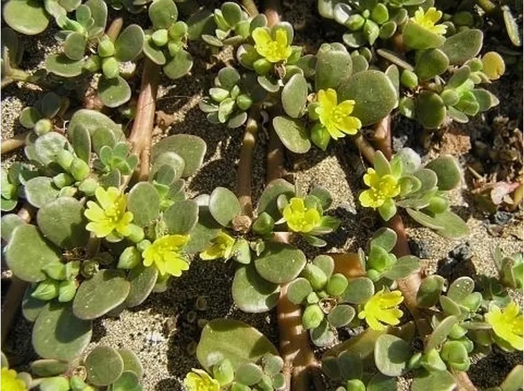 Malattie della portulaca e possibili rimedi