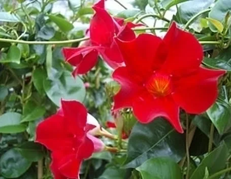 Mandevilla o Dipladenia 
