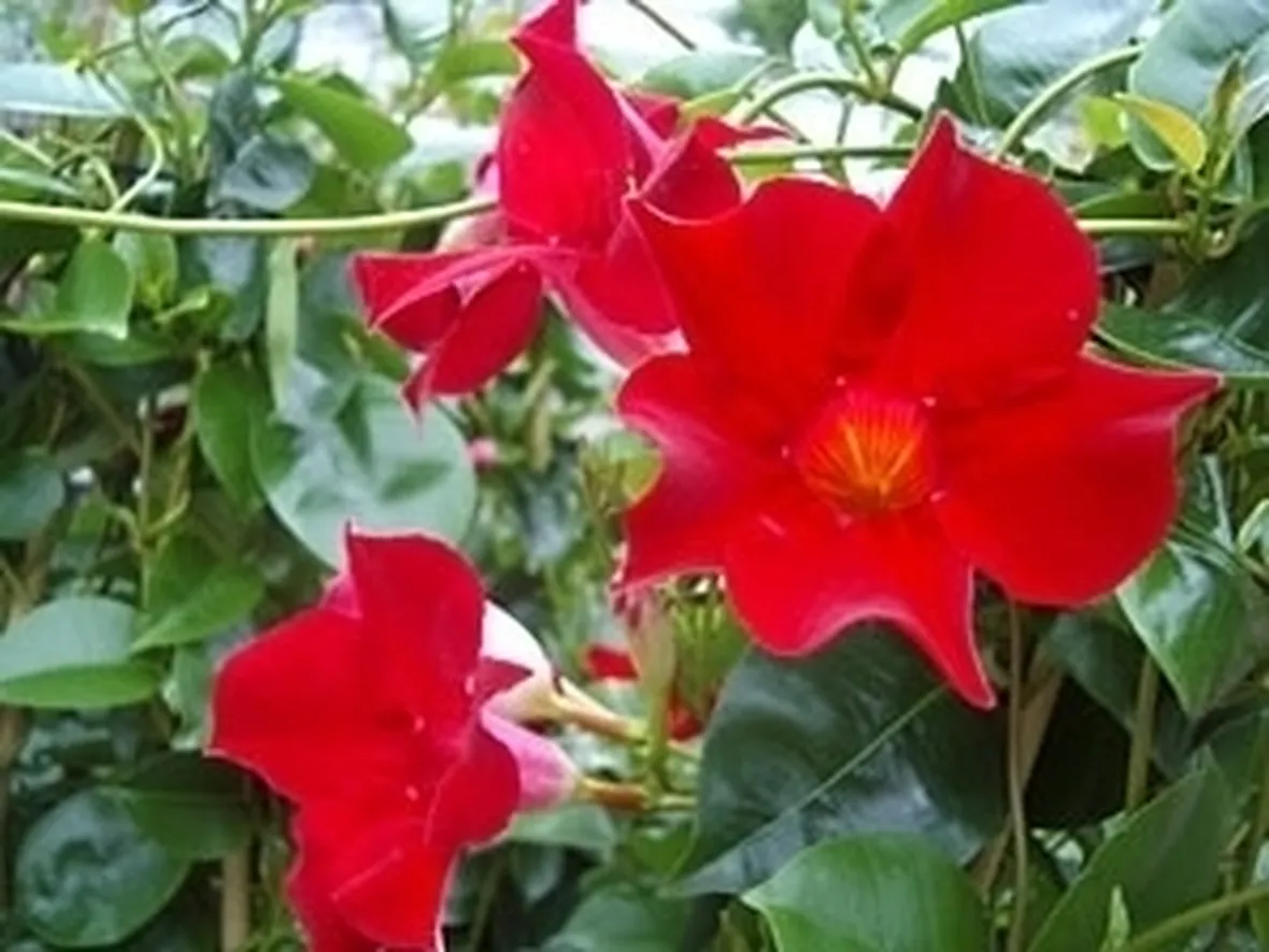 Mandevilla o Dipladenia 