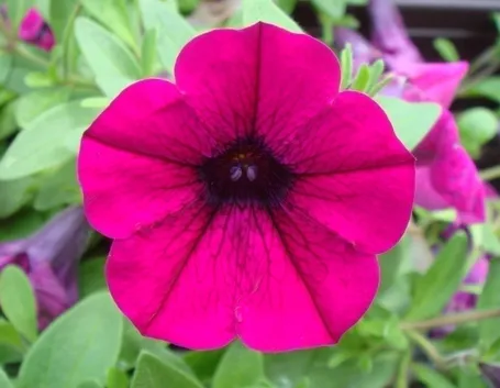 petunia-4