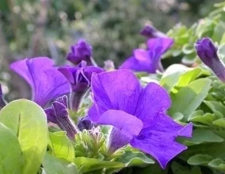 petunia-5