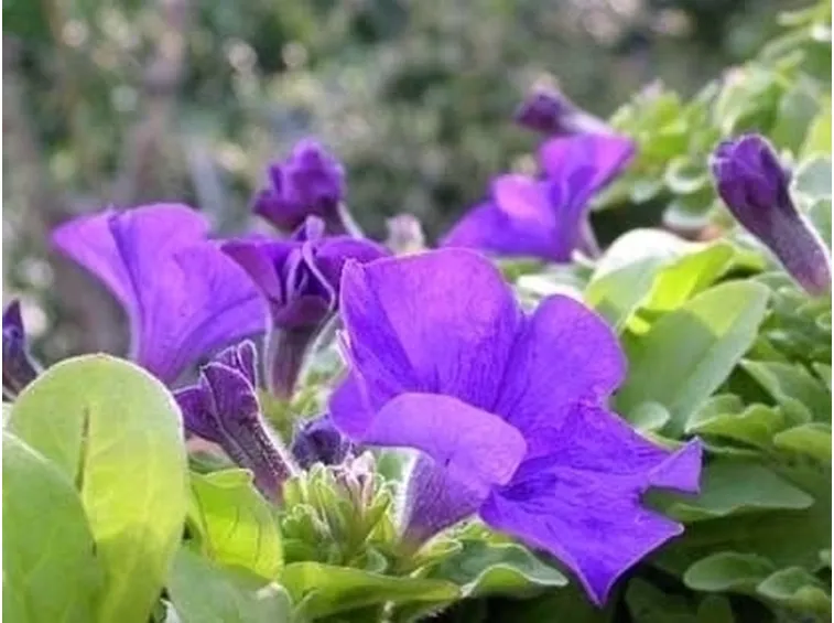 petunia-5