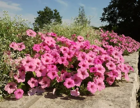 petunia-6