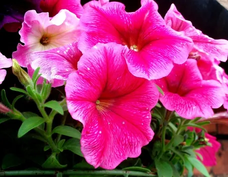 petunia-7
