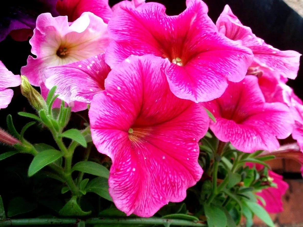 petunia-7