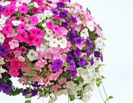 petunia-8