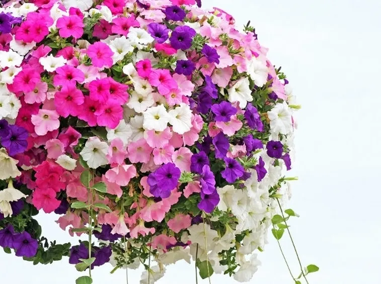 petunia-8