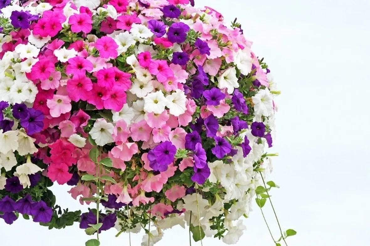 petunia-8