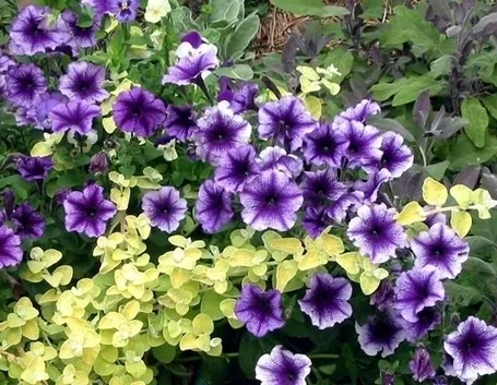 petunia-9