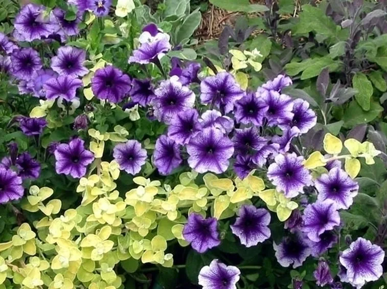 petunia-9