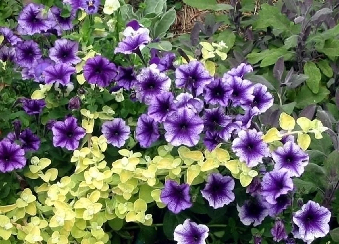 petunia-9