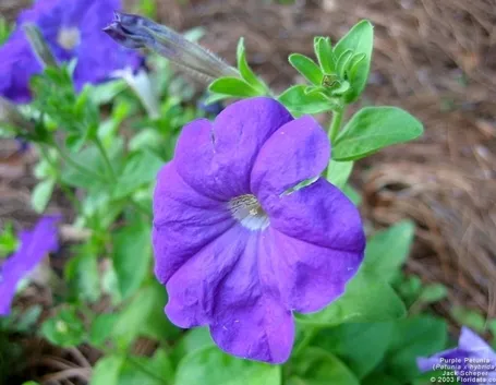 PETUNIA
