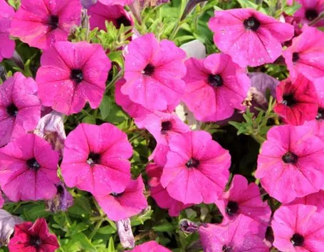 PETUNIA