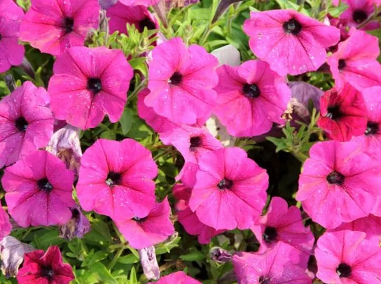 PETUNIA