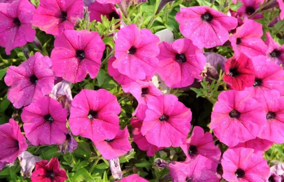 PETUNIA