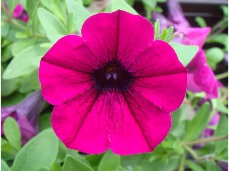 Fiori della petunia