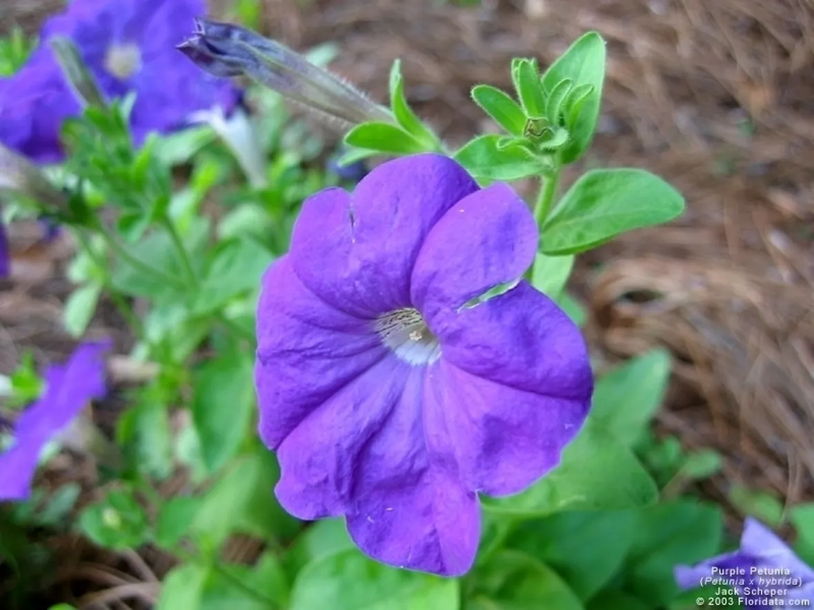 PETUNIA
